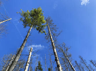 Spruce trees damaged by bark beetle infestation - GWF07743