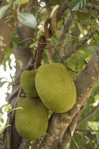Nahaufnahme von wachsenden Jackfruits - ZCF01144