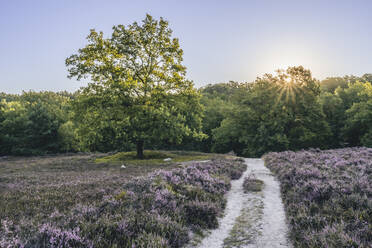 Deutschland, Hamburg, Fußweg inmitten blühender Heide im Naturschutzgebiet Fischbeker Heide bei Sonnenaufgang - KEBF02606