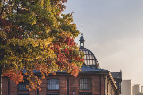 Deutschland, Hamburg, Herbstbaum vor Fischauktionshalle - KEBF02619