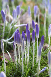 Crocus flowers blooming in meadow - JTF02307