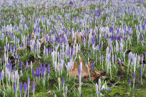 Blühende Krokusblüten auf der Wiese - JTF02308