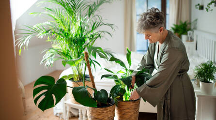 Portrait of happy senior woman looking after potted plants at home. - HPIF07958