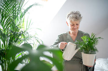 Porträt einer glücklichen älteren Frau, die zu Hause Topfpflanzen gießt. - HPIF07962