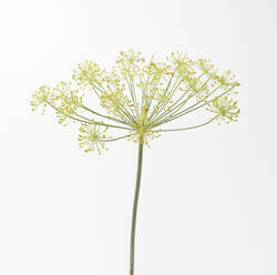 Studio shot of flowering dill (Anethum graveolens) - KSWF02321