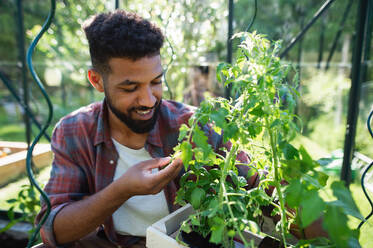 Porträt eines glücklichen jungen Mannes bei der Arbeit im Garten, Gartenarbeit und Gewächshaus Konzept. - HPIF08624