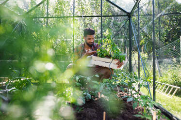 Porträt eines glücklichen jungen Mannes bei der Arbeit im Garten, Gartenarbeit und Gewächshaus Konzept. - HPIF08625