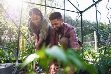 A happy young father with small daughter working outdoors in backyard, gardening and greenhouse concept. - HPIF08629