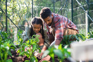 A happy young father with small daughter working outdoors in backyard, gardening and greenhouse concept. - HPIF08637