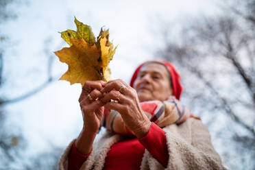 Niedriger Blickwinkel auf eine ältere Frau, die bunte Herbstblätter in einem Park hält. - HPIF09137