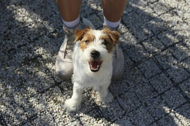 Cute Jack Russell Terrier puppy with woman in park - SYEF00245