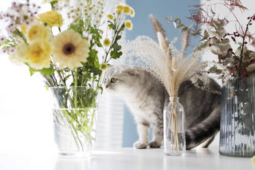 Cat standing by flowers in vase on table - ONAF00424