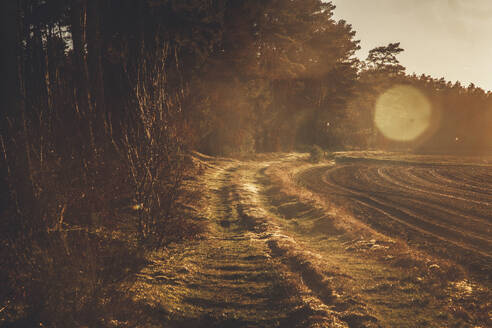 Empty dirt road by trees at sunset - ANHF00221