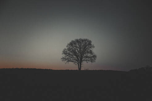 Silhouette einzelner Baum unter Himmel bei Nacht - ANHF00222