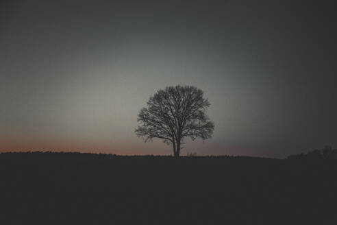 Silhouette single tree under sky at night - ANHF00222