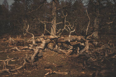 Tote Baumstämme und Äste im Wald - ANHF00223