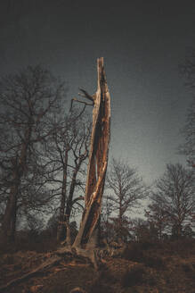 Dead tree under sky in forest - ANHF00224