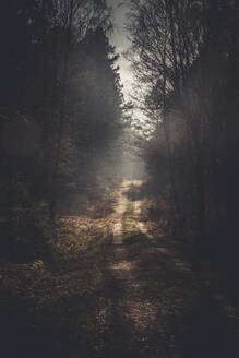 Empty dirt road amidst trees in forest - ANHF00226