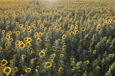 Deutschland, Brandenburg, Drohnenansicht eines großen Sonnenblumenfeldes im Sommer - ASCF01725