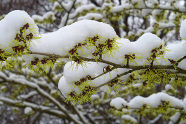 Hexenhasel im Winter mit Schnee bedeckt - JTF02309