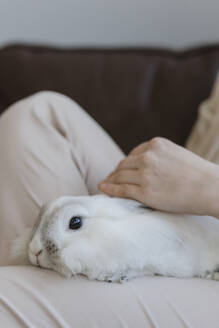 Frauenhand streichelt Kaninchen zu Hause - VIVF00442