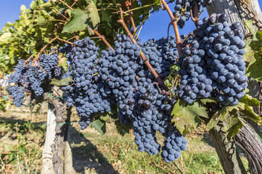 Italien, Toskana, Weintrauben im Sommerweinberg - FOF13504