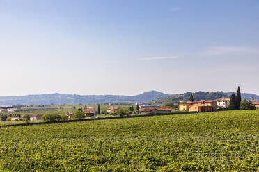 Italien, Toskana, Weite grüne Weinberge im Sonnenschein - FOF13505