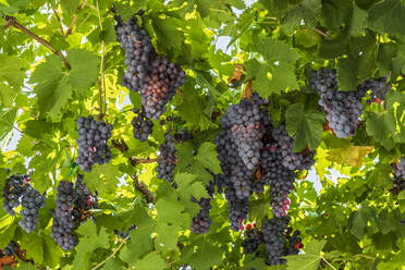 Molinara grapes growing in summer - FOF13506