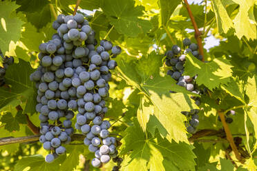 Corvina Veronese grapes growing in summer - FOF13508