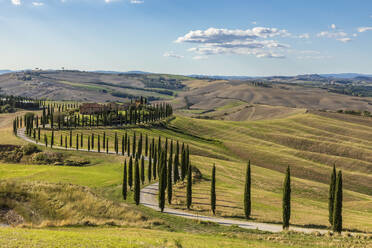 Italy, Tuscany, Treelined country road in summer - FOF13536