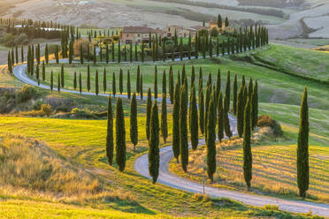 Italy, Tuscany, Treelined country road in summer at dusk - FOF13537