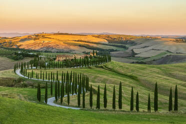 Italy, Tuscany, Treelined country road in summer at dawn - FOF13538