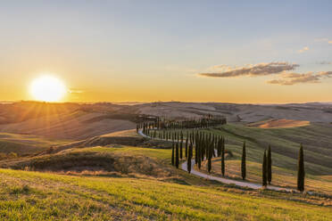 Italy, Tuscany, Treelined country road at sunset - FOF13540