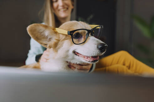 Haushund trägt zu Hause eine Brille - IEF00320