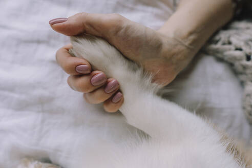 Hand einer Frau, die eine Hundepfote hält - IEF00334