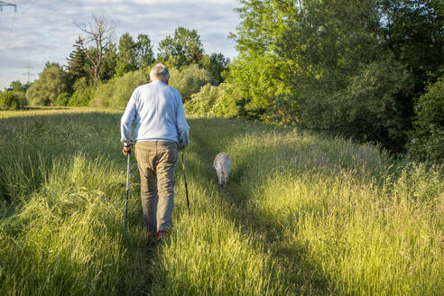 Senior man with dog walking in field - MAMF02631