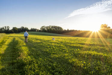 Active senior man walking with dog in field at sunset - MAMF02634