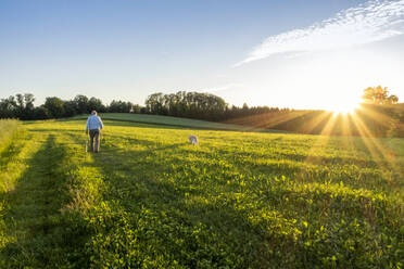 Aktiver älterer Mann beim Spaziergang mit Hund in einem Feld bei Sonnenuntergang - MAMF02634