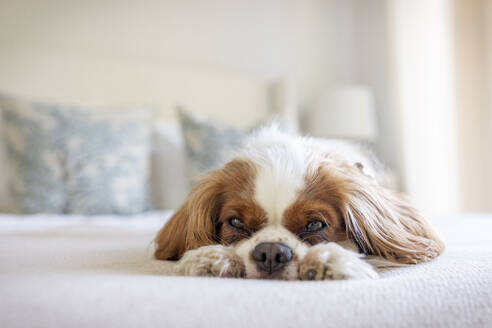 Ein Cavalier King Charles Spaniel Welpe entspannt sich in einem Schlafzimmer. - CAVF96648