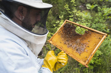 Imker bei der Kontrolle des Bienenstocks für die Honigentnahme. - CAVF96753