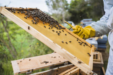 Imker bei der Kontrolle des Bienenstocks für die Honigentnahme. - CAVF96754