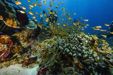 Buntes Unterwasser-Ökosystem in der Nähe der Insel Flores in Komodo - CAVF96760