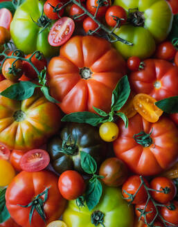 Close up of colorful heirloom and cherry tomatoes and basil. - CAVF96769