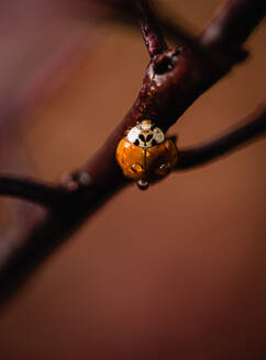 Close up of wet asian lady bug beetle on a tree branch. - CAVF96786