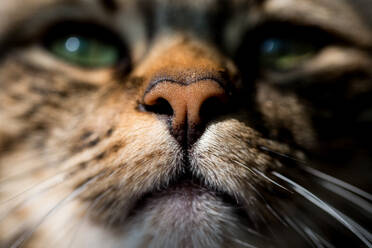 Nahaufnahme von Nase und Mund einer getigerten Katze - CAVF96794