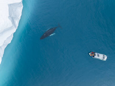 Buckelwale in der Nähe von Eisbergen und Boot aus der Vogelperspektive - CAVF96799