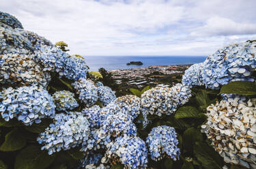 Blue hydrangea frame a gorgeous view of the ocean, Azores, Portugal - CAVF96802