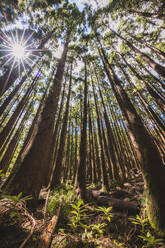Towering pine trees and sunstar in the woods of Sao Miguel, Azores - CAVF96805