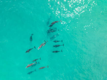Luftaufnahme eines Delfins, der im Meer entlang der Küste schwimmt, Yallingup, Westaustralien, Australien. - AAEF17411