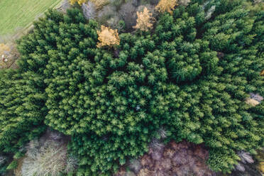 Luftaufnahme eines Waldes mit Kiefern in Herbstfarben, Milicin, Mittelböhmen, Tschechische Republik. - AAEF17429